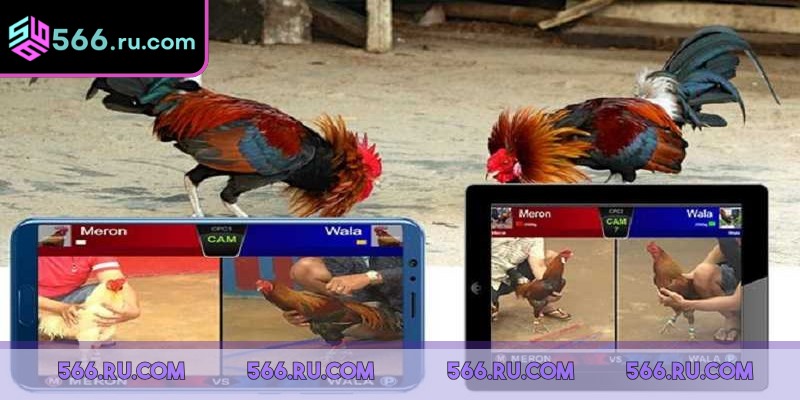 Đá Gà 566 - Sân Chơi Cá Cược Hấp Dẫn Giới Đam Mê Chọi Kê 3 Đá Gà 566 có chính sách bảo mật và thanh toán minh bạch