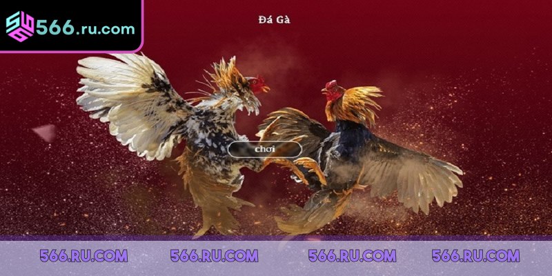 Đá Gà 566 - Sân Chơi Cá Cược Hấp Dẫn Giới Đam Mê Chọi Kê 4 Sân chơi có khuyến mãi cực lớn, tri ân hội viên thân thiết