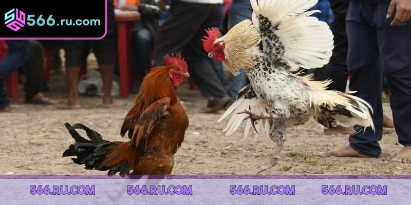 Kết hợp kèo thắng – thua với các kèo phụ