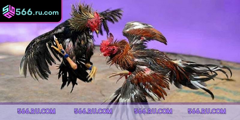 Cược thắng – thua đơn giản, dễ theo dõi