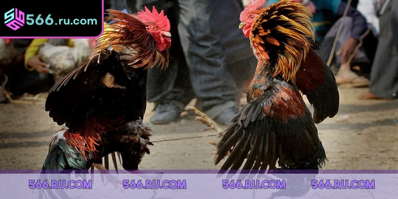 Trước khi đặt cược, người chơi nên quan sát kỹ sức khỏe của kê