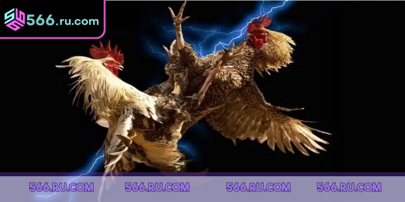 Đá gà mạng nơi người chơi trải nghiệm trận đấu gay cấn