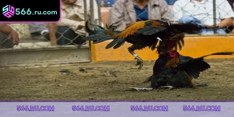 Người hâm mộ dễ dàng theo dõi chiến kê yêu thích thi đấu