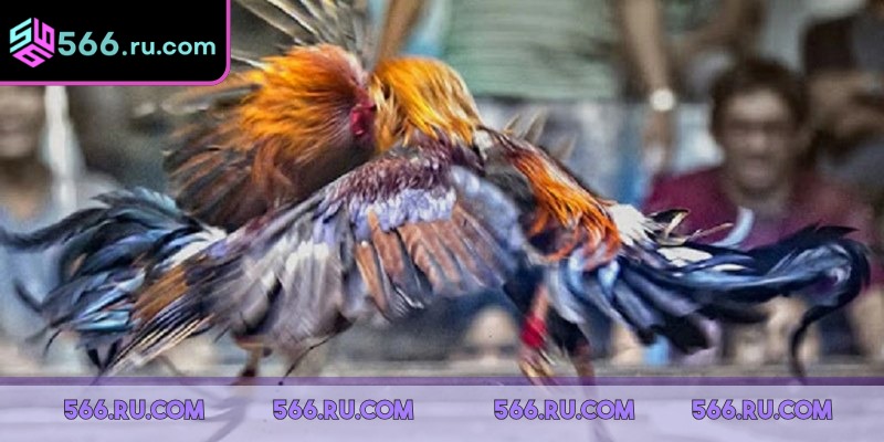 Xem chiến kê tranh tài với chất lượng hình ảnh sắc nét