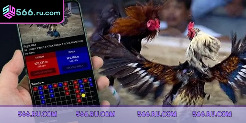 Lịch phát sóng đá gà giúp người chơi không bỏ lỡ trận đấu