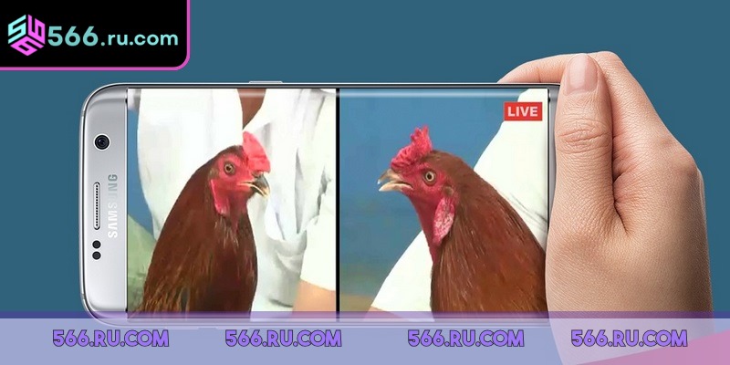 Có nhiều nguyên nhân ảnh hưởng tới lịch diễn ra đá gà