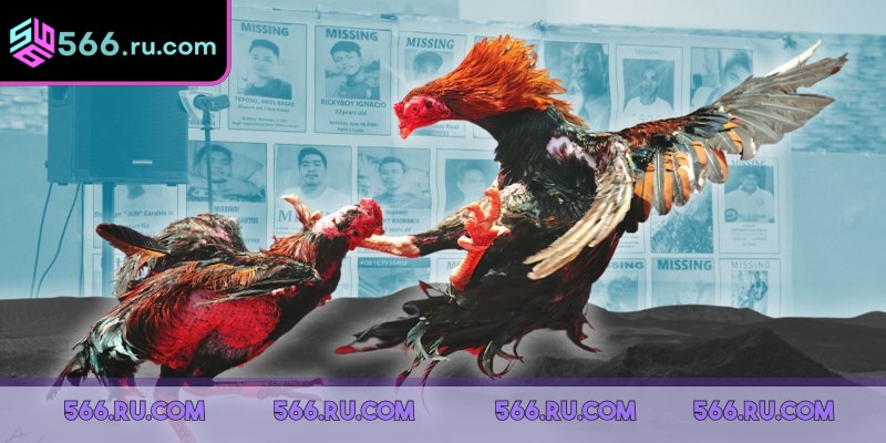 Liên tục phát sóng các trận đá gà thomo campuchia