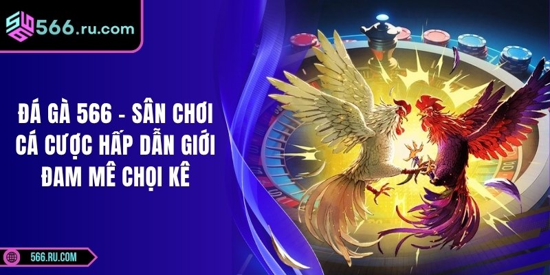 Đá Gà 566 - Sân Chơi Cá Cược Hấp Dẫn Giới Đam Mê Chọi Kê 1 Đá Gà 566 - Sân Chơi Cá Cược Hấp Dẫn Giới Đam Mê Chọi Kê